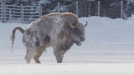 el toro bisonte europeo en el campo blanco nevado se agacha para defecar, fotografía de perfil