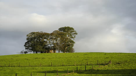 Time-lapse-of-group-of-trees-surrounding-abandoned-house-ruin-in-grass-landscape-field-in-rural-countryside-of-Ireland