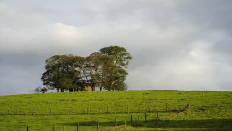 tiempo de lapso de grupo de árboles que rodean casa abandonada ruina en el campo paisaje de hierba en el campo rural de irlanda