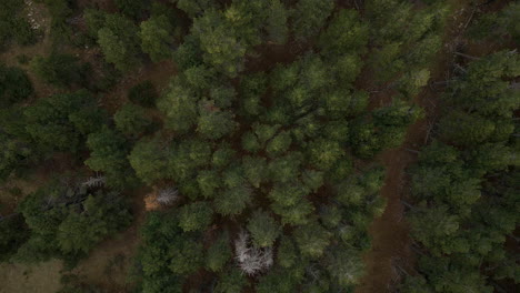 zenital view moving slowly backwards of a forest in guils fontanera, la cerdanya