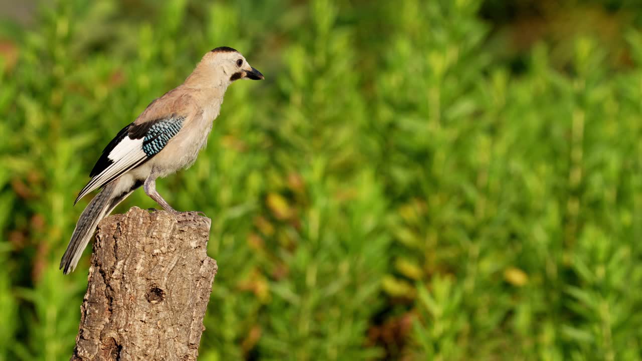 A Eurasian Jay (Garrulus glandarius) stands on a tree trunk