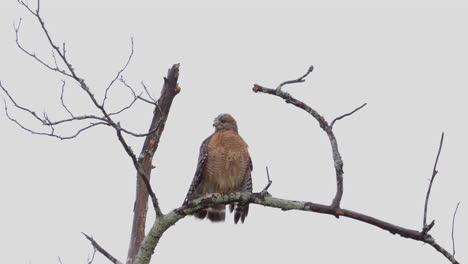 Semi-distant-view-of-a-red-shouldered-hawk-perched-on-a-barren-branch-in-late-autumn-with-bright-grey-sky-and-light-drizzling-rain
