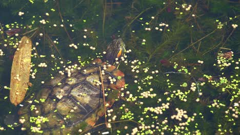 red-eared slider or red-eared slider, trachemys scripta elegans spotted swimming in the freshwater lake full of waterweeds and algae, foraging for invertebrates in the water