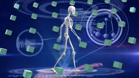 animación de esqueleto humano, cadena de adn y filas de cubos verdes sobre el procesamiento de datos