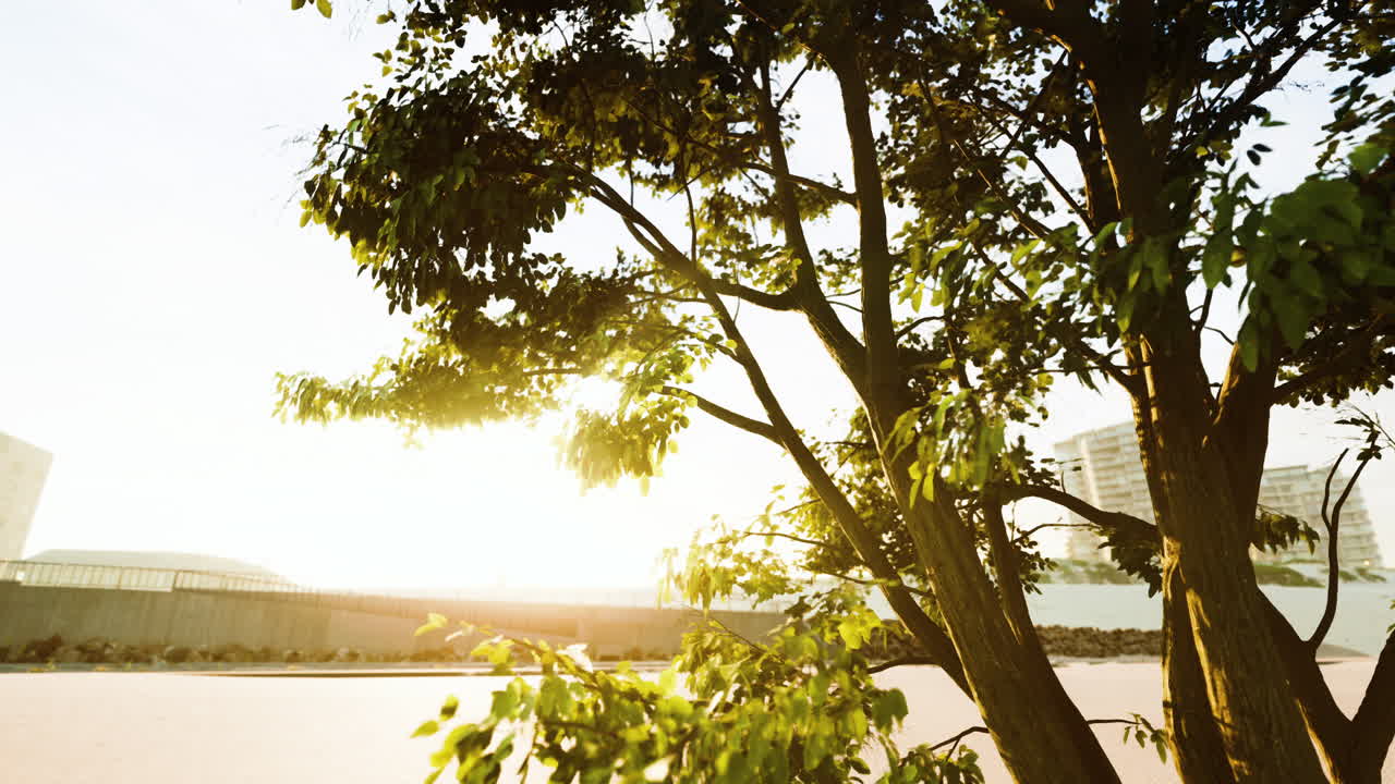 해가 지는 도시 나무