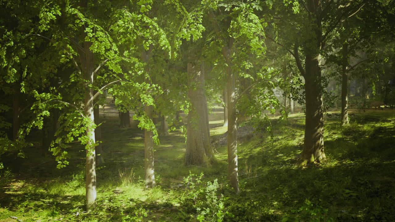 Sunlight illuminates a serene forest filled with vibrant green leaves