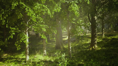 sunlight illuminates a serene forest filled with vibrant green leaves