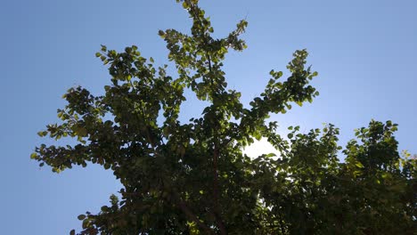 green tree with bright sun shining behind leaves and fruit, close up