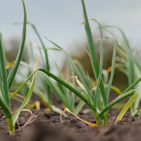 a neat bed of green garlic