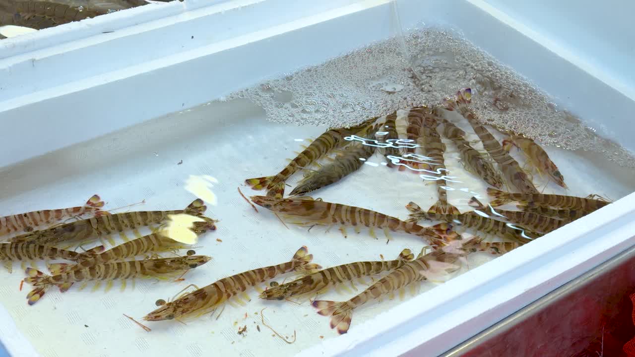 Live kuruma prawns swim in shallow water inside a white styrofoam container at Ueno market