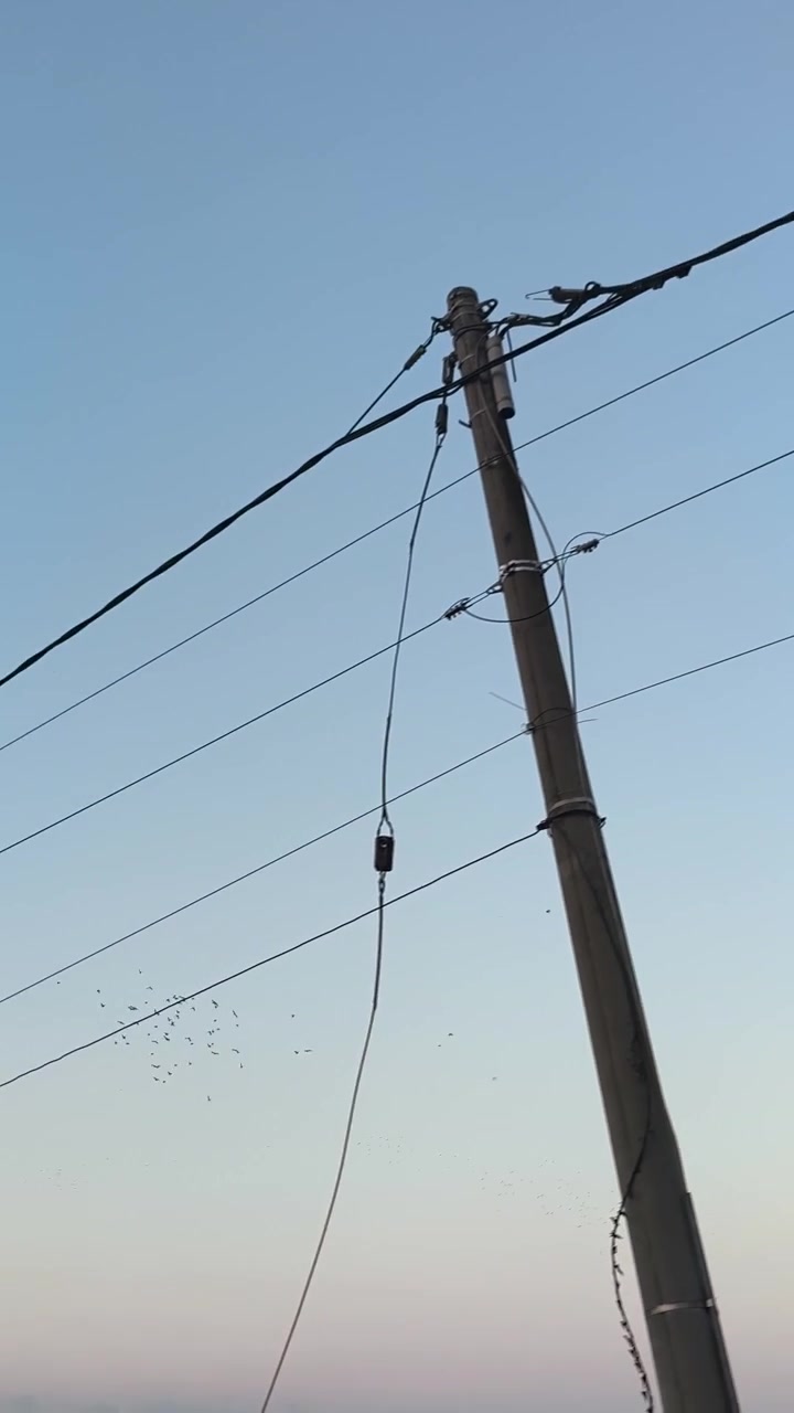 Flock of Birds Flying Across a Clear Evening Sky