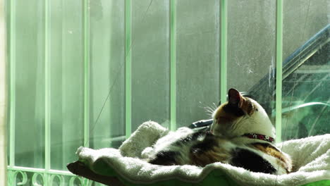 a cat taking a bath in the window of a house