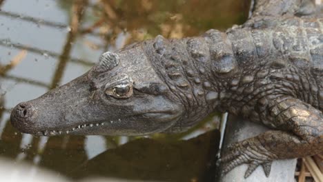 american alligator near pond lifting his head, close-up still shot