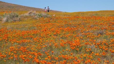 Una-Pareja-Se-Encuentra-En-Un-Enorme-Campo-De-Flores-Silvestres-De-Amapola-De-California