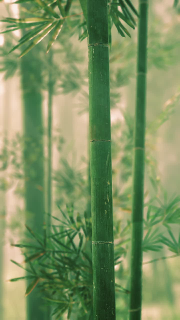 el bosque de bambú brumoso