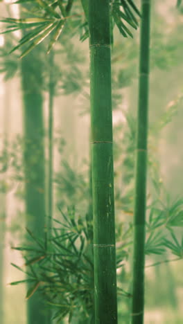 misty bamboo forest