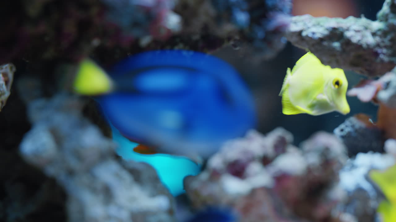 アフリカ系アメリカ人の女の子が水族館で魚を見ている 好奇心旺盛な子供が タンクで泳ぐ 色とりどりの海洋生物を見て 水下生態系の海洋動物について学ぶ 興味深い子供が水族館で