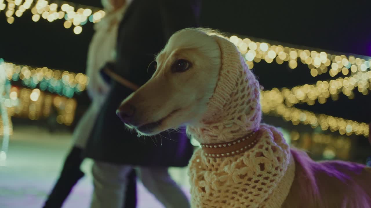 Dog in a Knitted Sweater at Christmas Lights