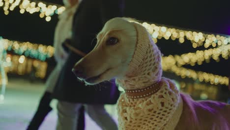 dog in a knitted sweater at christmas lights