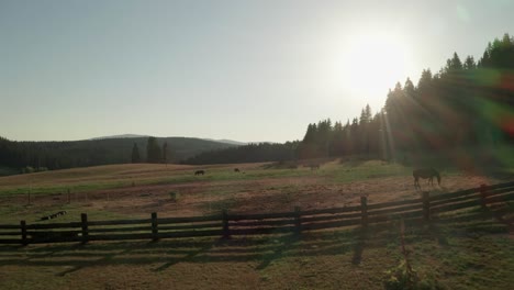 aerial intro drone shot flying between horses grazing on a meadow in sihla, slovakia