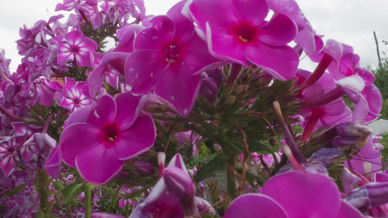 Flores Phlox Rosa Vibrante Florescendo em um Jardim Rural