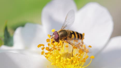 hoverflies, flower flies or syrphid flies, insect family syrphidae.they disguise themselves as dangerous insects wasps and bees.the adults of many species feed mainly on nectar and pollen flowers.