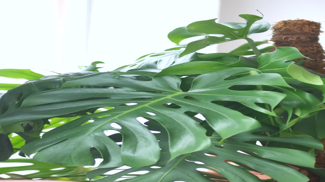 planta de monstera deliciosa