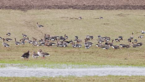 flock of wild geese on the marshes, looking for food