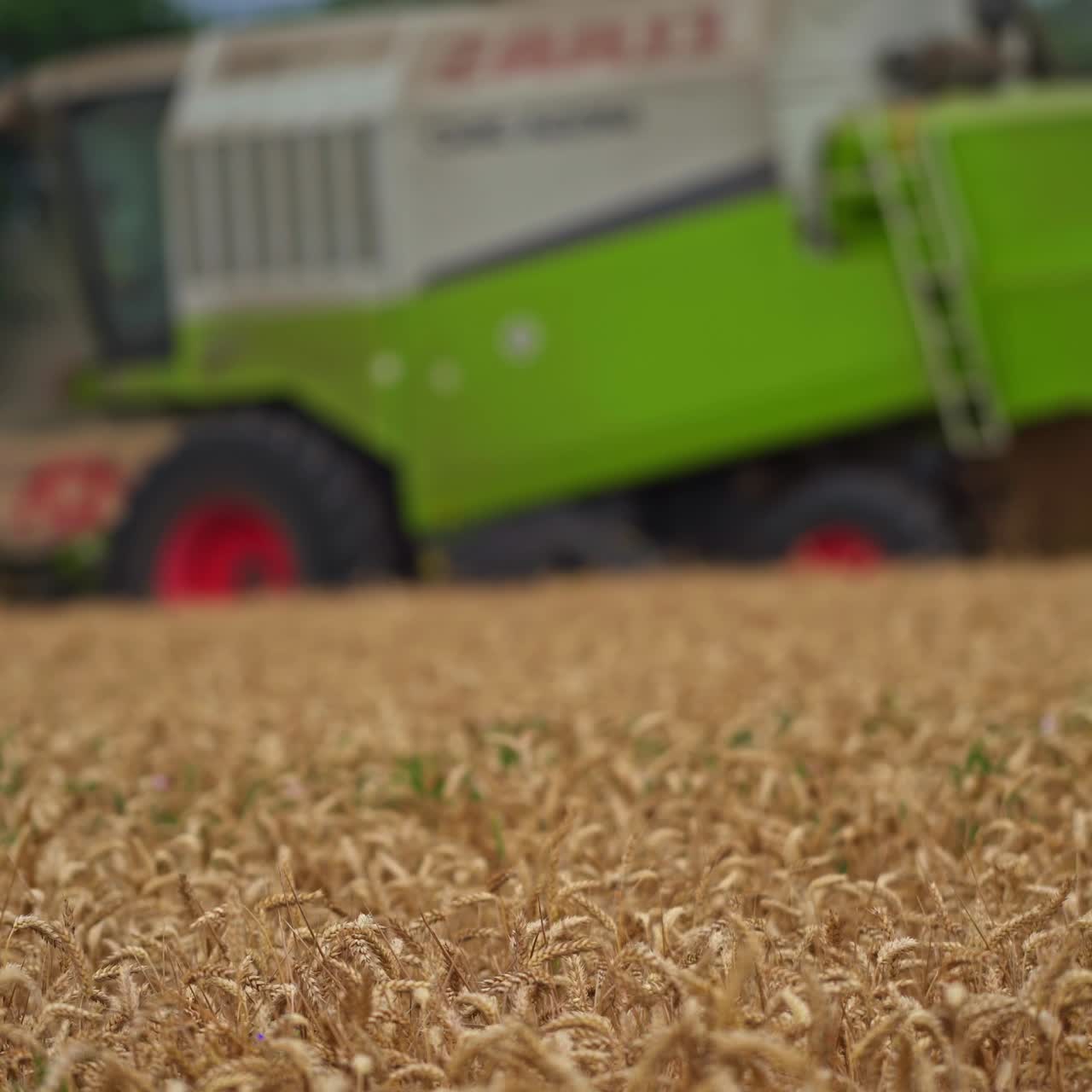 Harvester working in the field. A special technique cuts the finished wheat
