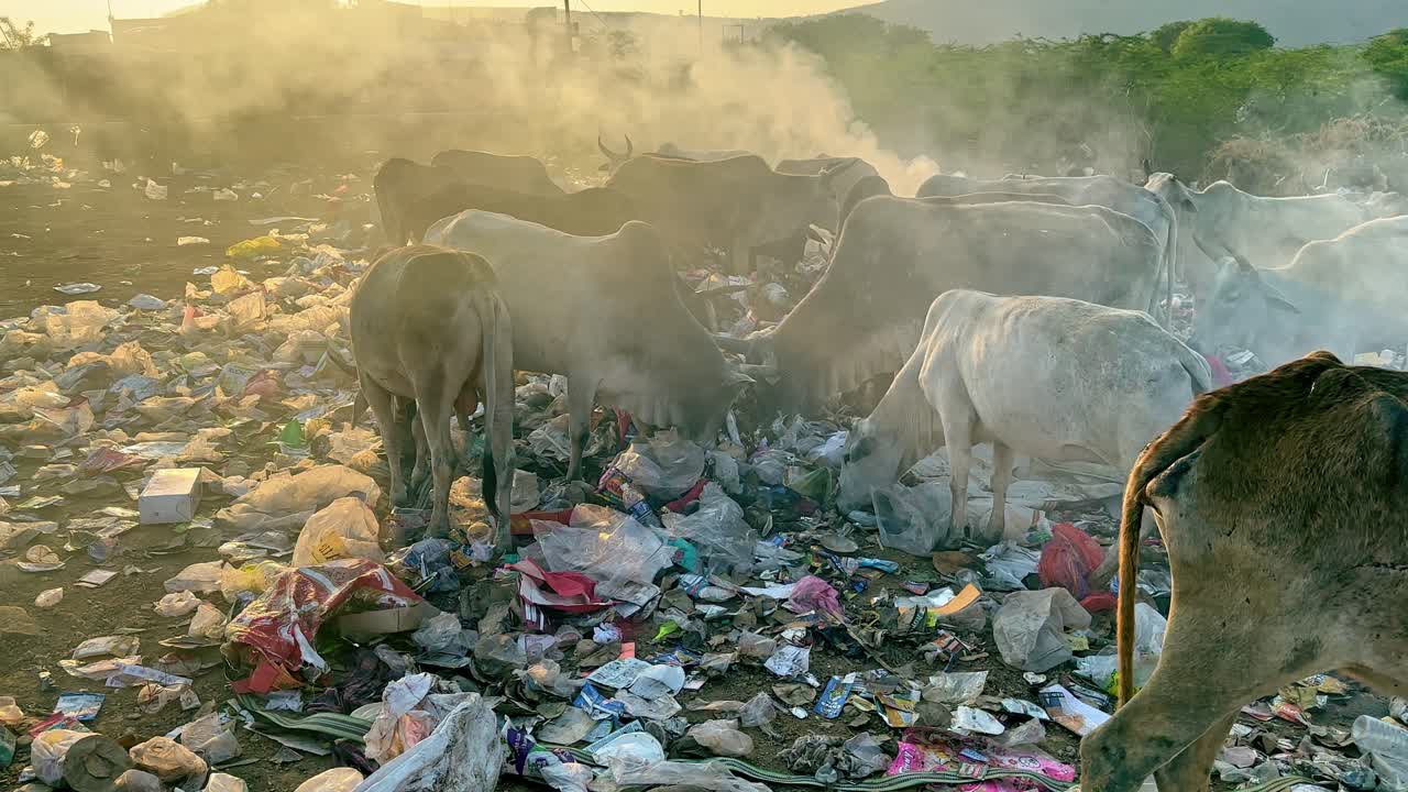 Wide shot of a group of cows eating from garbage at the landfill dump yard while fire is burning and toxic smoke is coming out