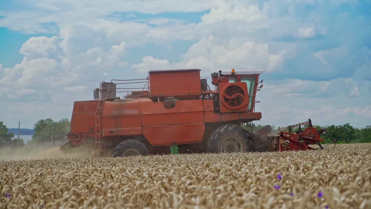 Side view of big red combine harvesting golden wheat in the field under the blue sky. Combine harvester agricultural machine cutting golden ripe wheat at daytime.