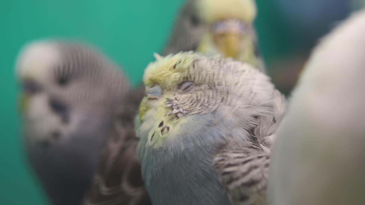 Close-up of a Group of Budgerigars