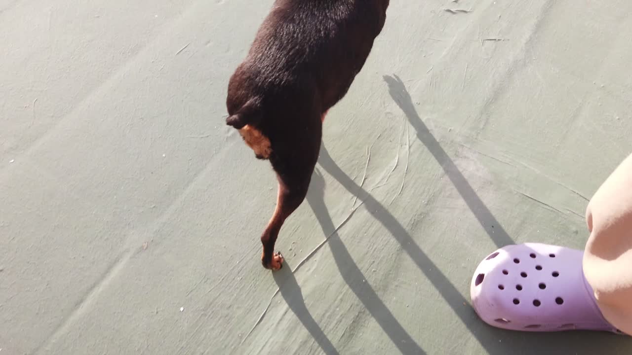 Adorabile cane Chihuahua Pinscher che salta verso la telecamera alla luce del sole. Piccolo cane felice che saluta il proprietario, slow motion.