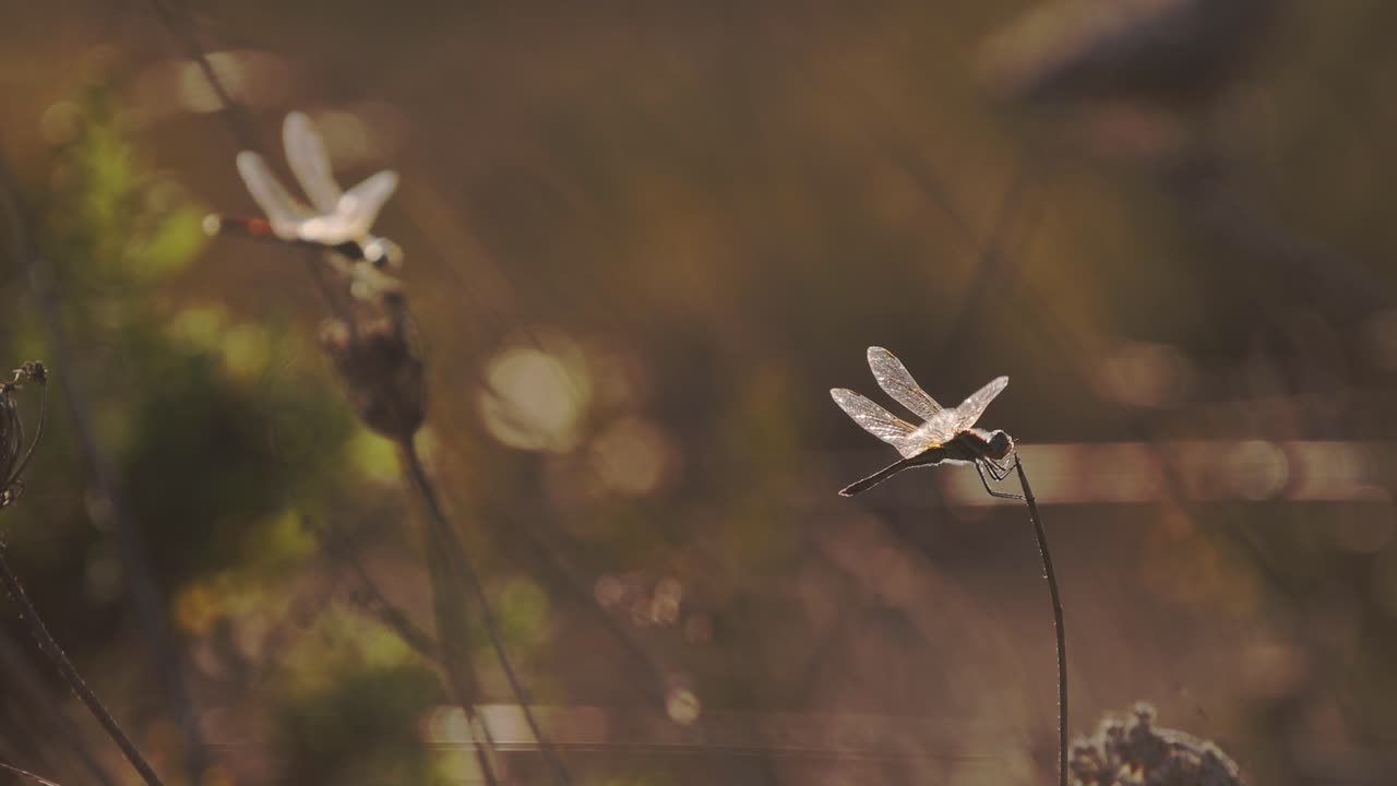 Dragonfly on a plant with sunset golden light shining