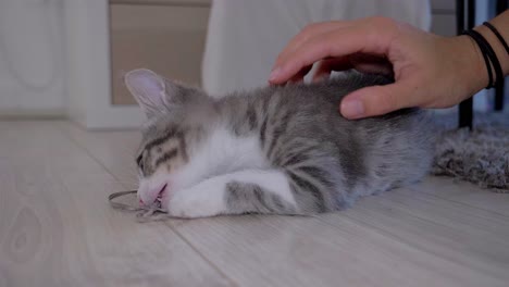 tender moments: slow motion interaction between kitten and owner