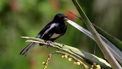 La-Urraca-robin-Oriental-Es-Un-Ave-Paseriforme-Muy-Común-En-Tailandia-En-La-Que-Se-Puede-Ver-En-Cualquier-Lugar