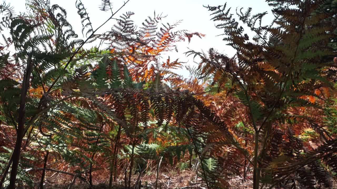 el mar de helechos en la cima de la montaña en grecia.