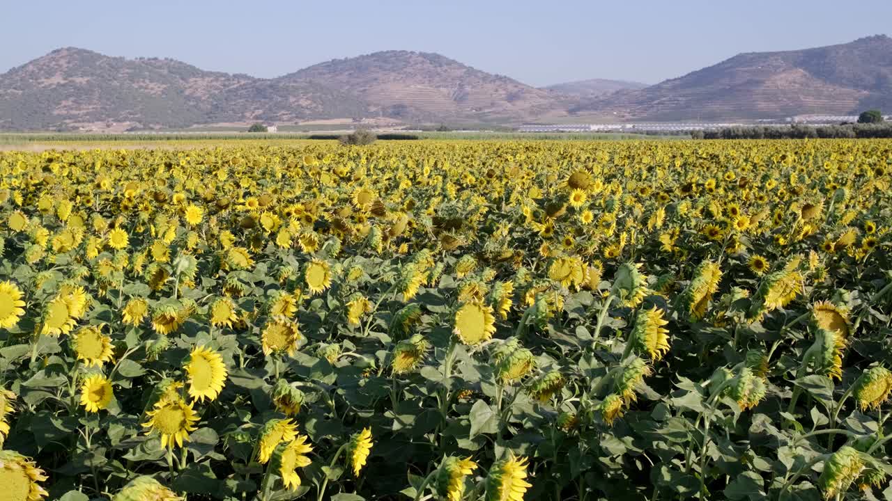 Filmato stabile di un paesaggio con campo di girasoli