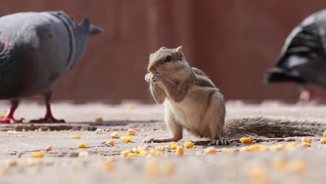 Indisches-Palmhörnchen-Oder-Dreistreifen-Palmhörnchen-(Funambulus-Palmarum)-Ist-Eine-Nagetierart-Aus-Der-Familie-Der-Sciuridae,-Die-Natürlicherweise-In-Indien-(südlich-Der-Vindhyas)-Und-Sri-Lanka-Vorkommt.