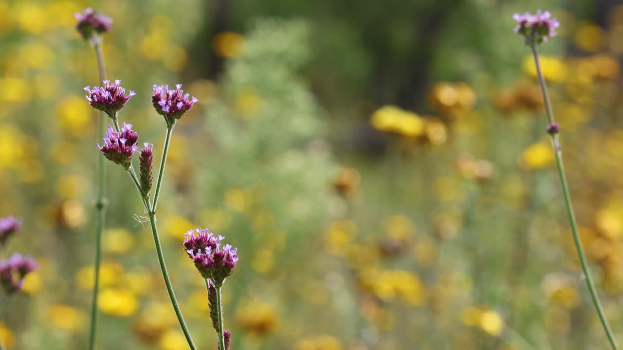 flores silvestres púrpuras y amarillas balanceándose suavemente