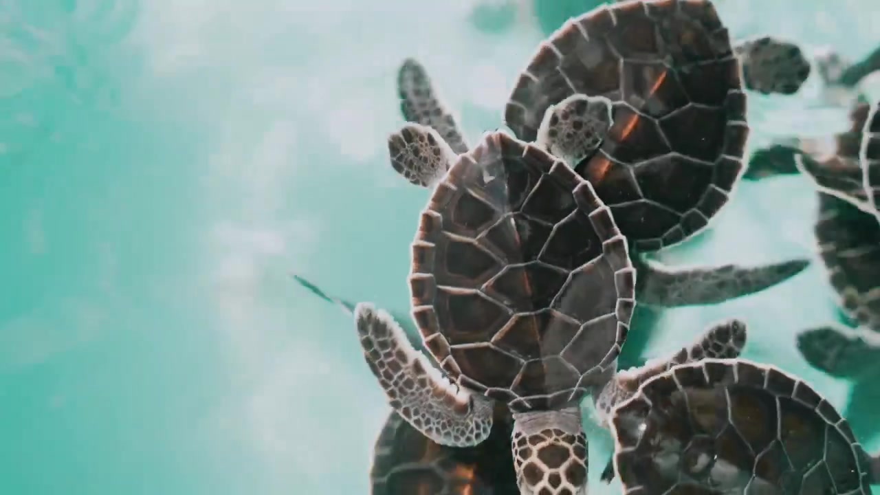 Tartaruga-de-pente, espécie ameaçada de extinção, no Oceano Atlântico, de perto em águas rasas.