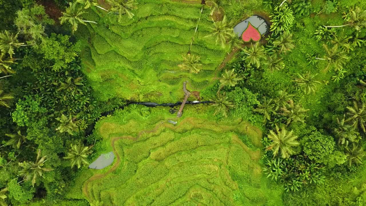 Splendide riprese cinematografiche con drone di Ubud, Bali, che mostrano esotiche risaie a terrazze, piccole fattorie e una piantagione agroforestale avvolta nella nebbia.