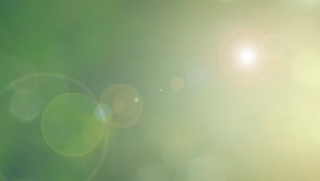 defocused abstract nature background with green leaves and bokeh lights