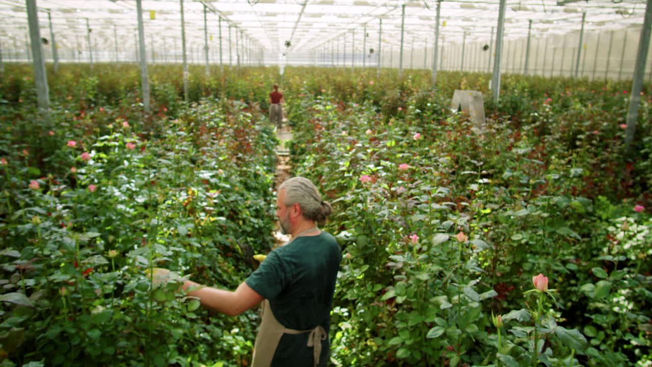 мужчина-флорист идет с планшетом и проверяет цветы в теплице