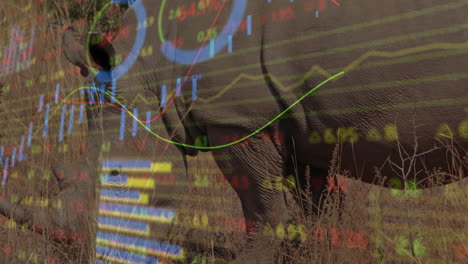 3d rhinoceros head grazing dry savanna overlaid with candlestick bars, line graphs, circular gauges