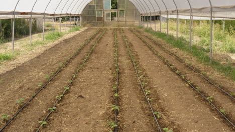 aerial drone view of green sprouted tomatoes vegetables cultivation inside greenhouse