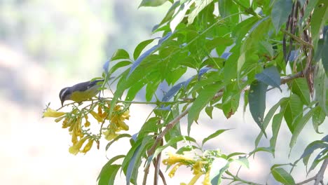 Foraging-and-feeding-on-nectar-from-some-yellow-flowers,-a-lesser-kiskadee,-Philohydor-lictor-is-moving-from-one-bud-to-another-on-a-flowering-shrubs-in-San-Juan-de-La-Vega,-Colombia