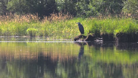 gran herron azul en el sendero de canoa superior klamath, oregon