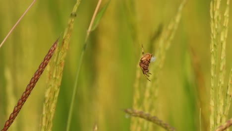 spider in web - waiting for hunt