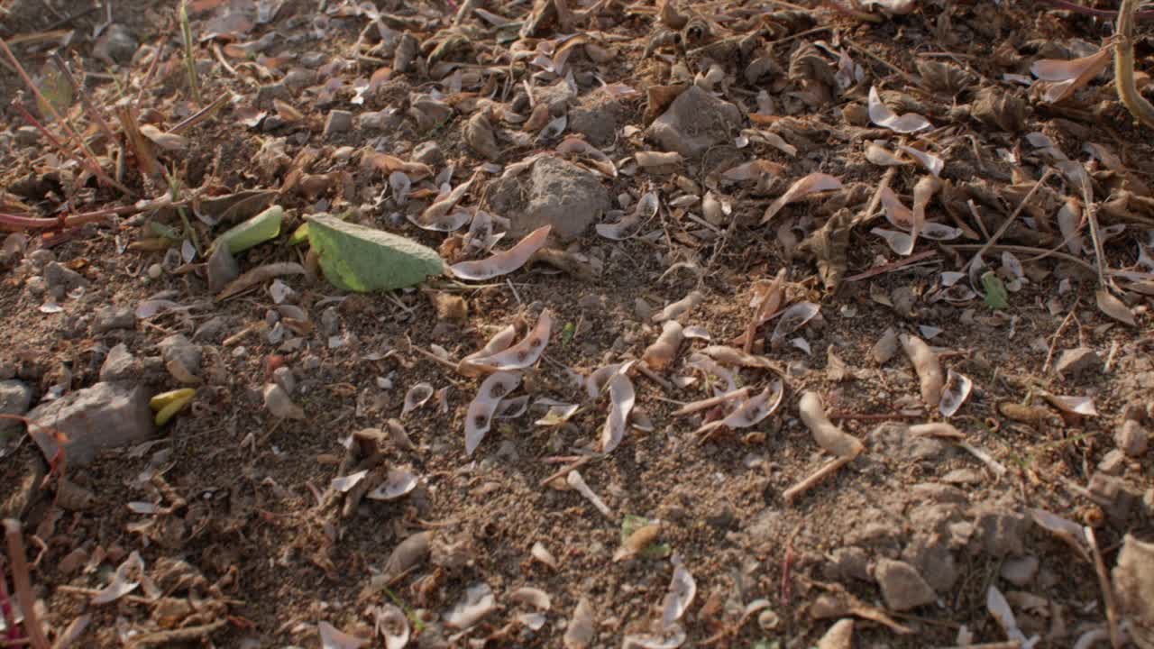 Soy bean husks lying on field after harvest